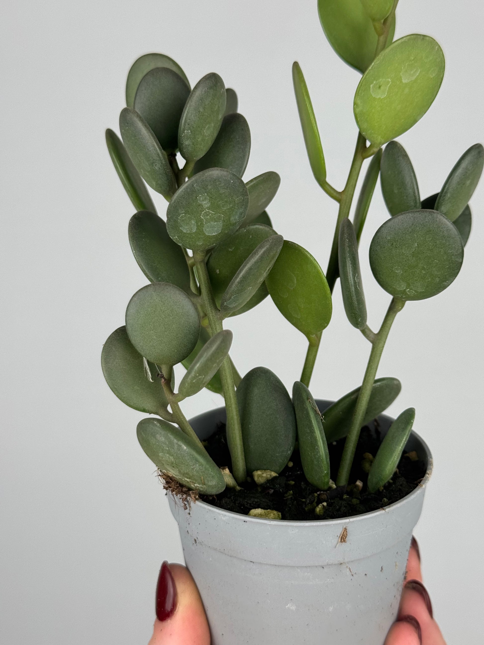 Xerosicyos Danguyi “Silver dollar vine”