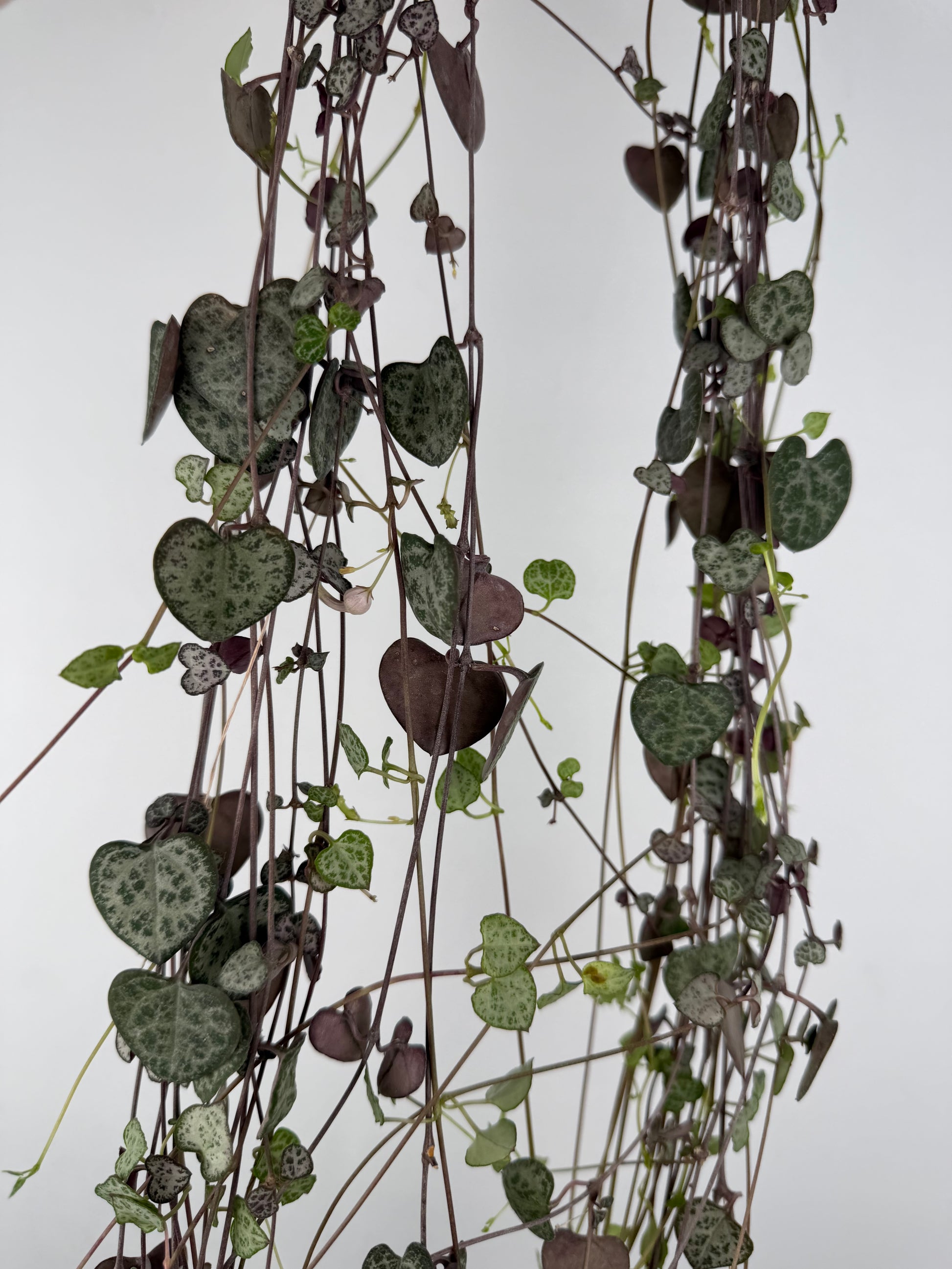 Ceropegia woodii 'String of hearts' Ceropegia Tropical Corner