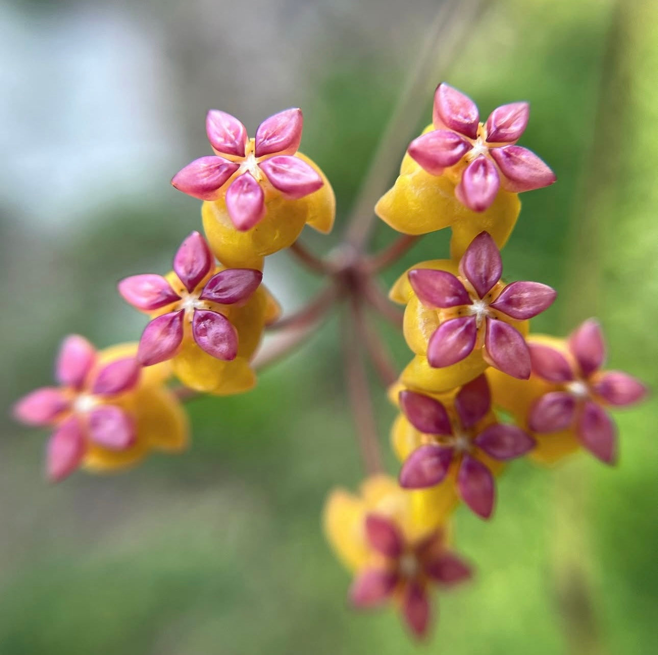 Hoya Soligamiana