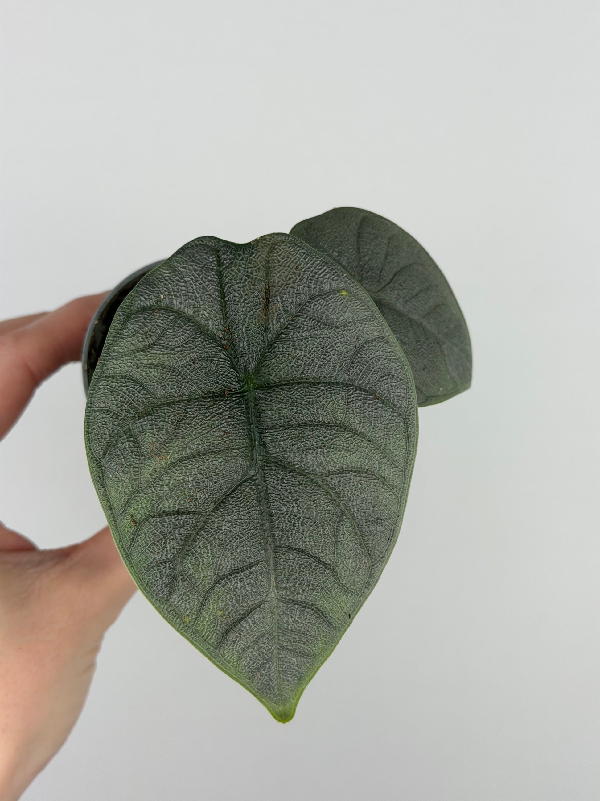 Alocasia Melo