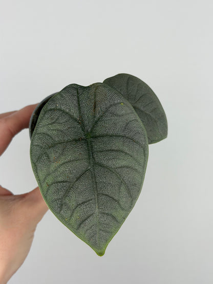 Alocasia Melo