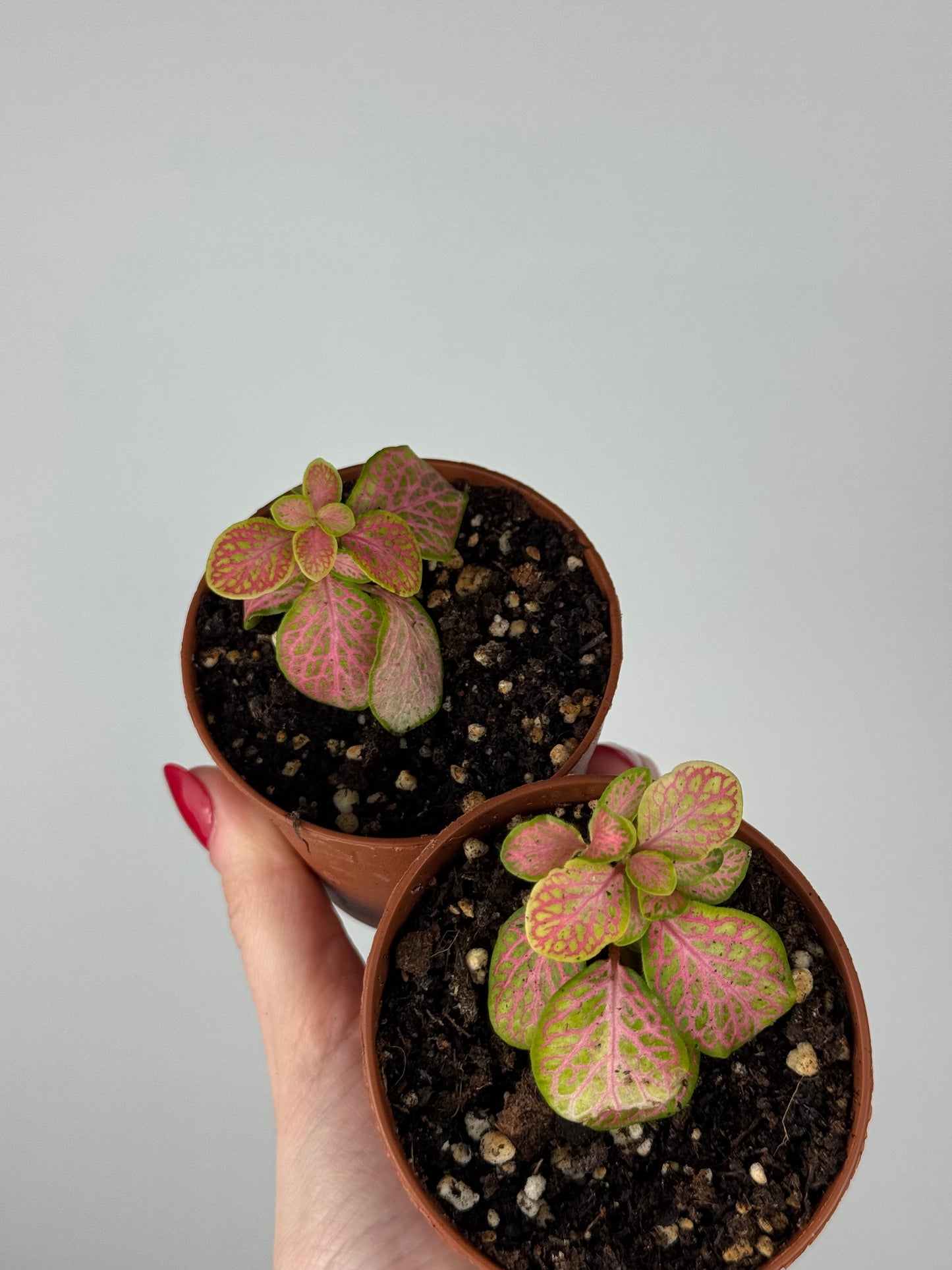 Fittonia Bundle | Dina & Dinetta