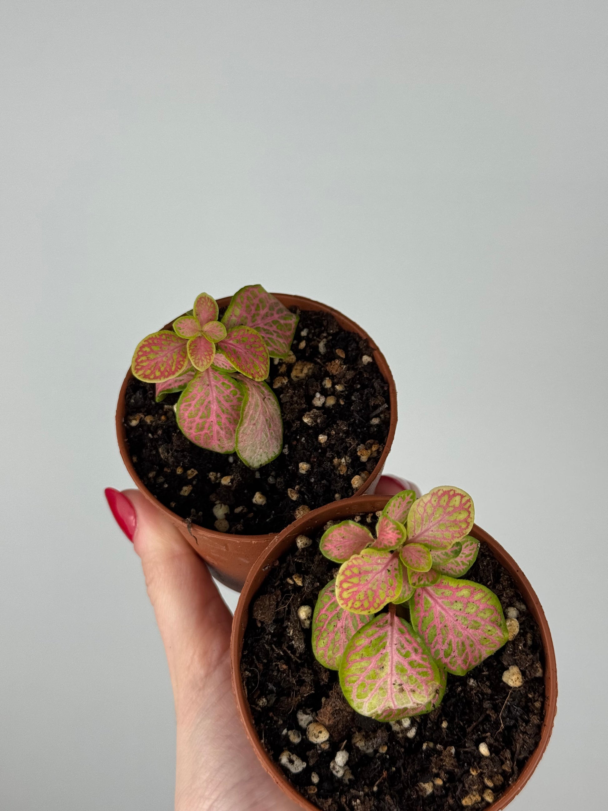 Fittonia Bundle | Dina & Dinetta