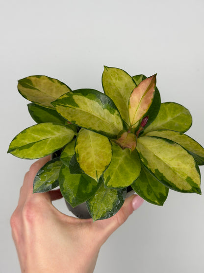 Hoya Australis 'Lisa' Hoya Tropical Corner