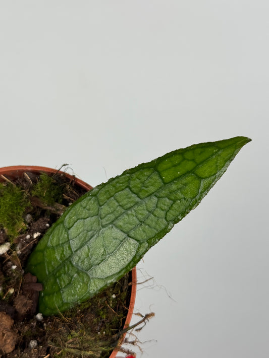 Hoya Clemensiorum Sumatra