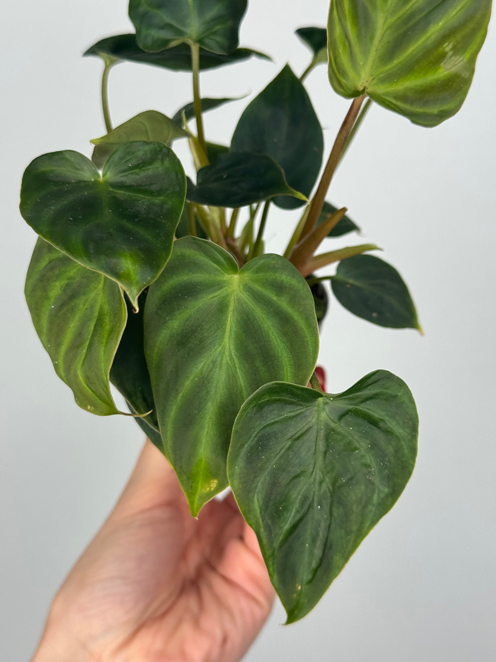 Philodendron El Choco Red
