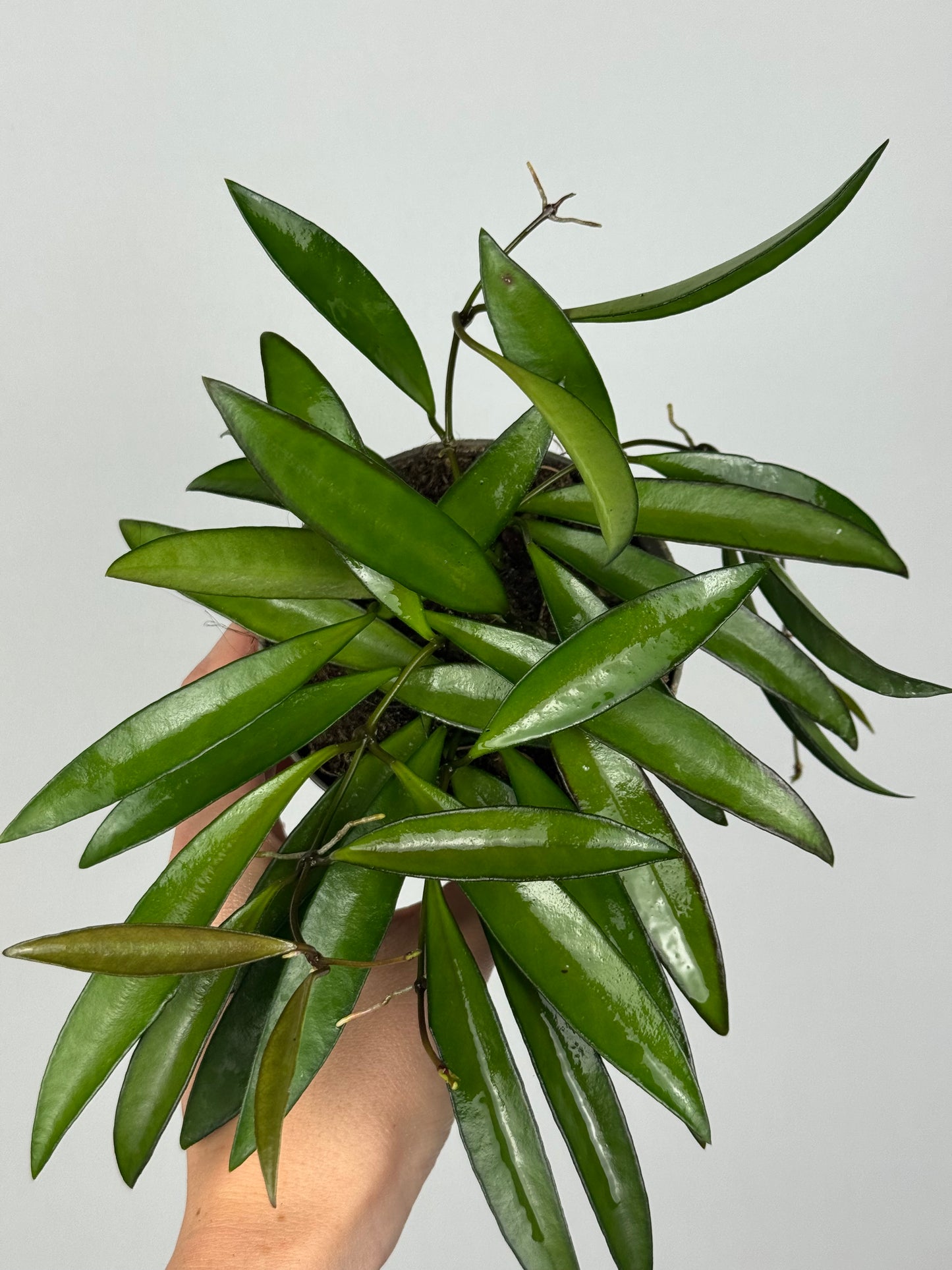 Hoya Wayetii