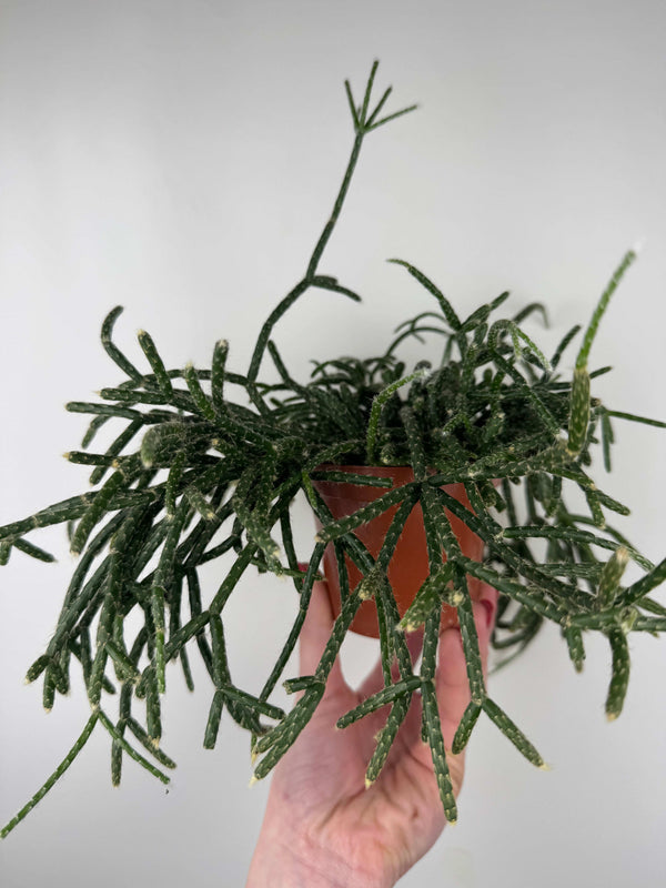 Rhipsalis Pilocarpa