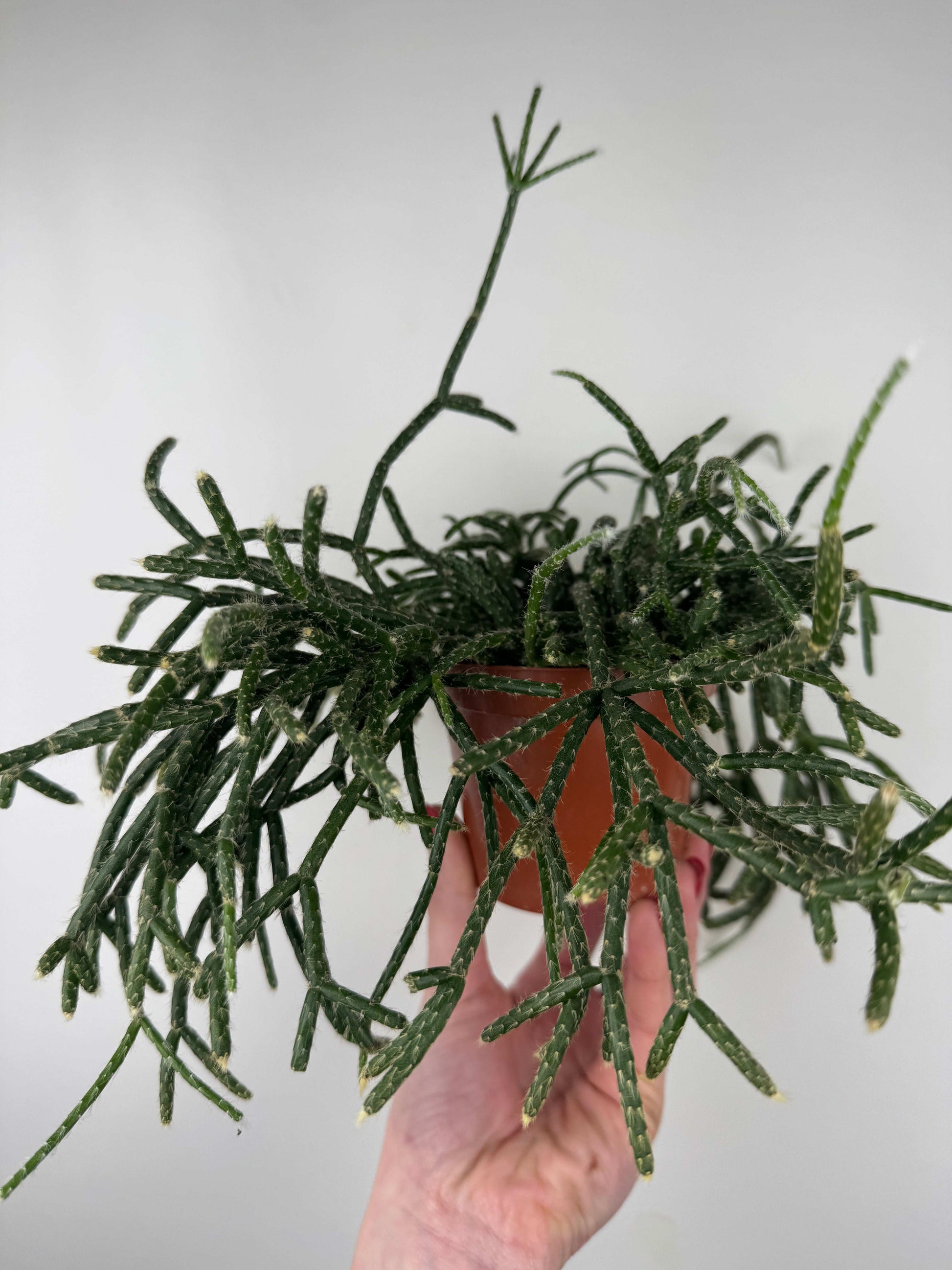 Rhipsalis “Pilocarpa”