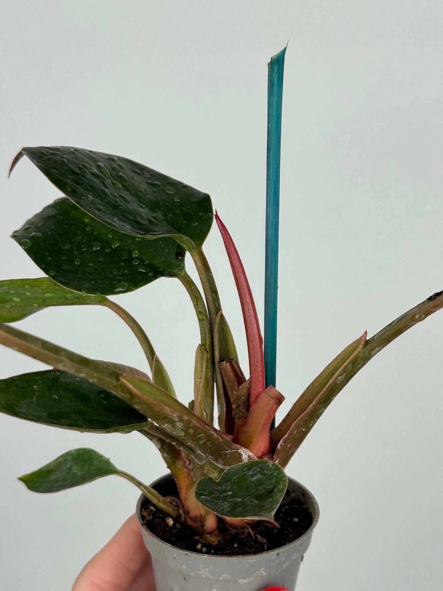 Philodendron Pink Bikini | Kairo