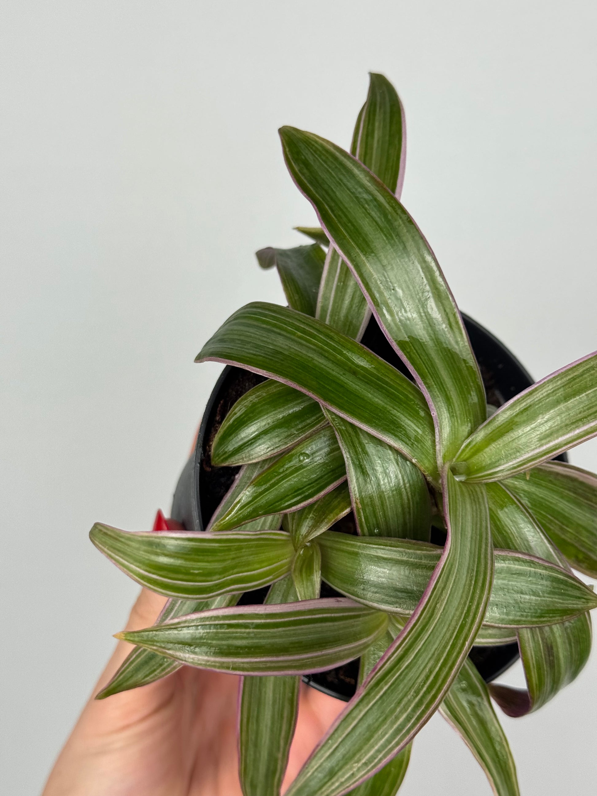 Tradescantia Spathacea | Orelia