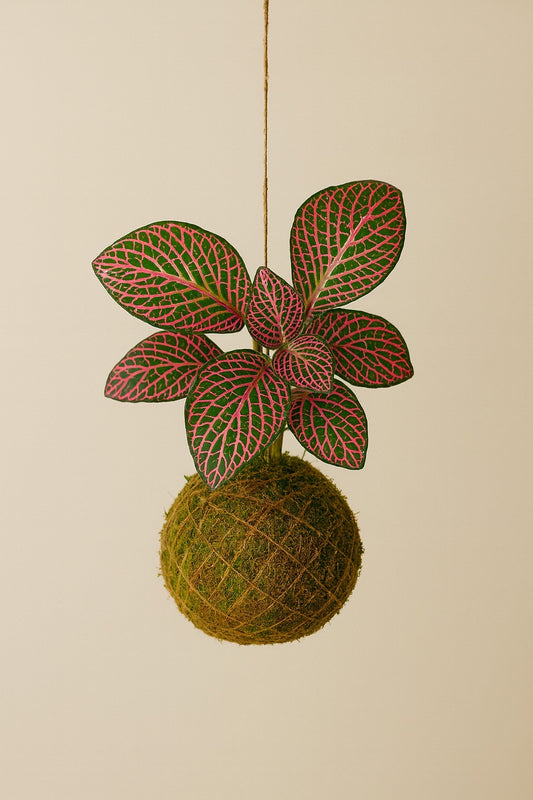 Baby Kokedama | Fittonia Pink