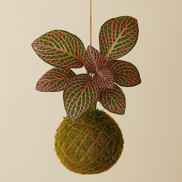 Baby Kokedama | Fittonia Pink