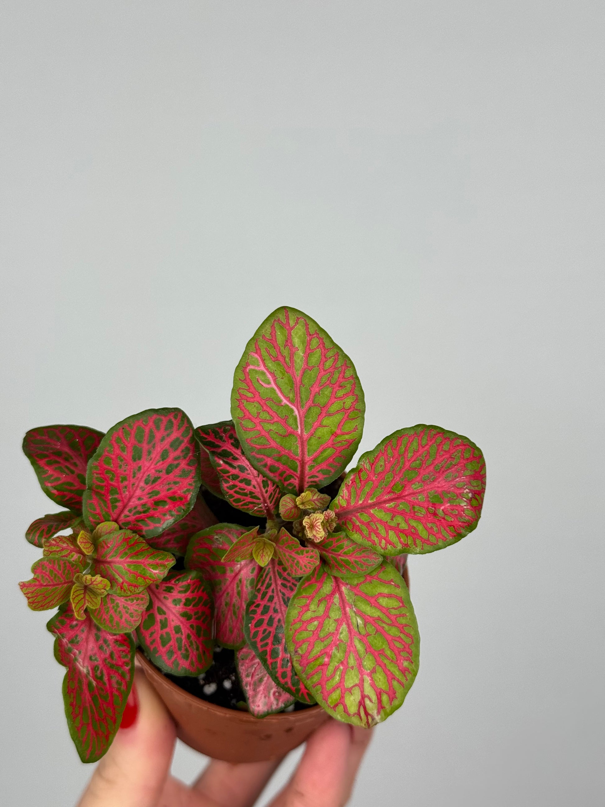 Fittonia “Skeleton”