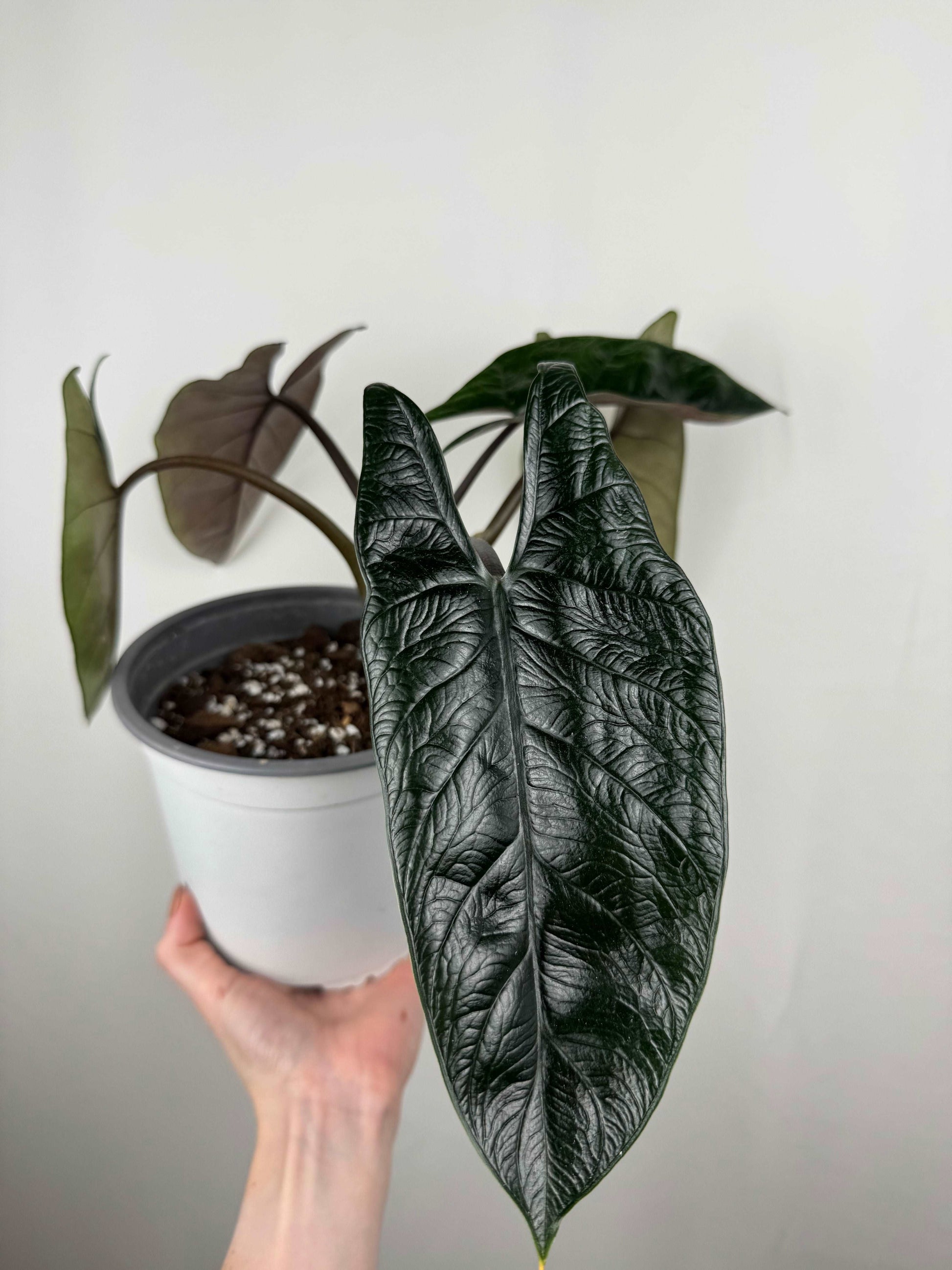 Alocasia Scalprum