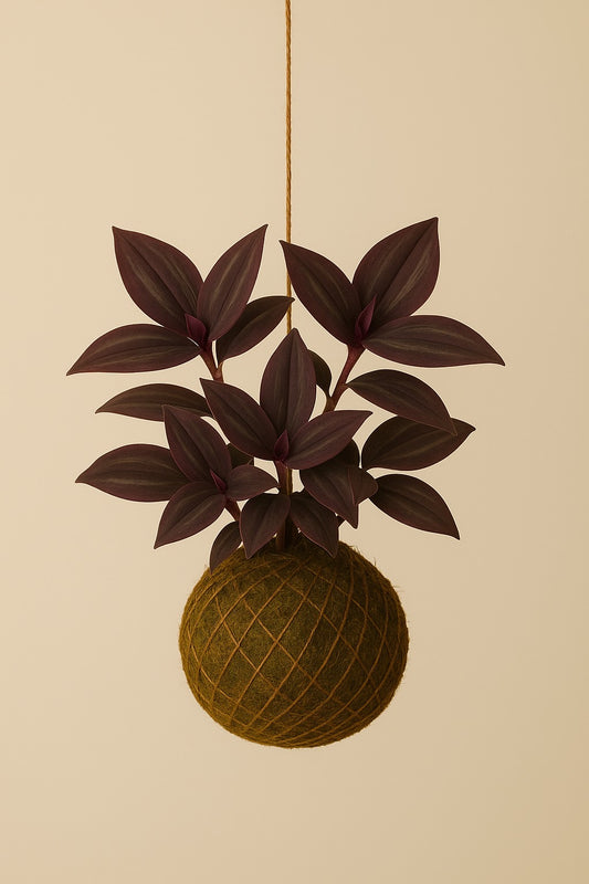 Kokedama | Tradescantia Burgundy