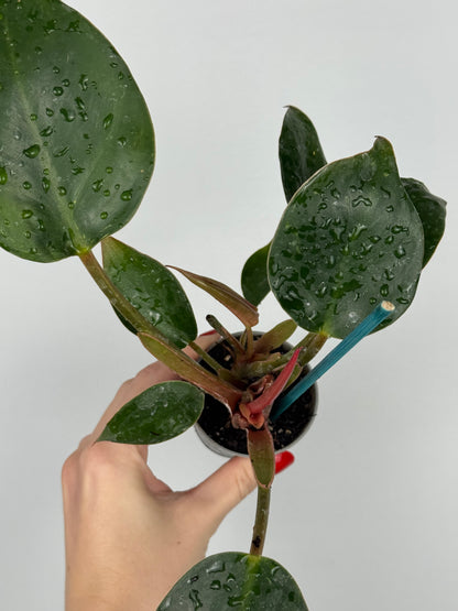 Philodendron Pink Bikini | Kairo