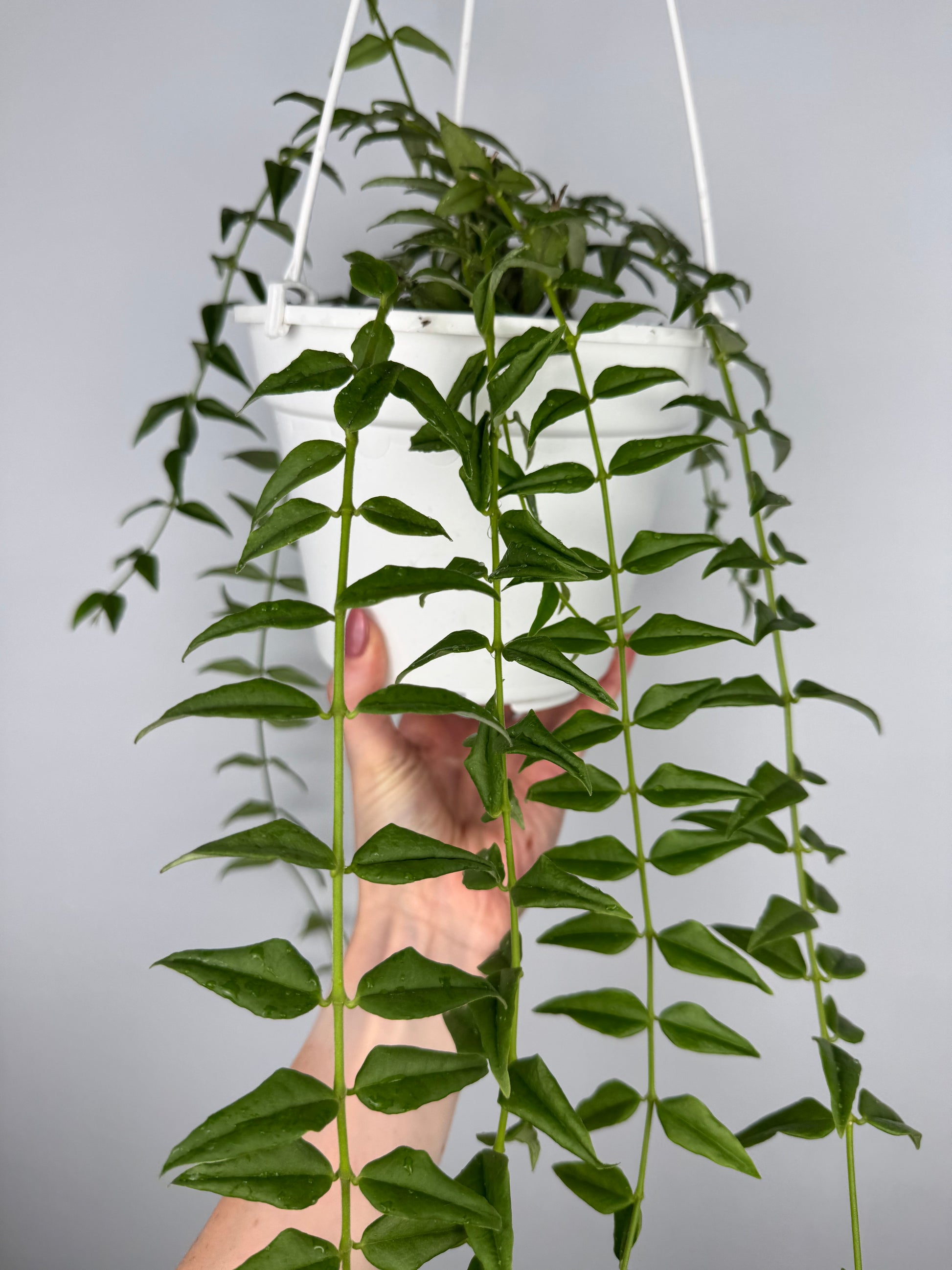Hoya Bella