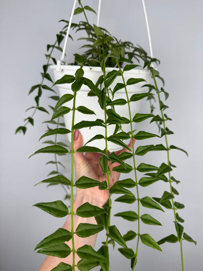 Hoya Bella