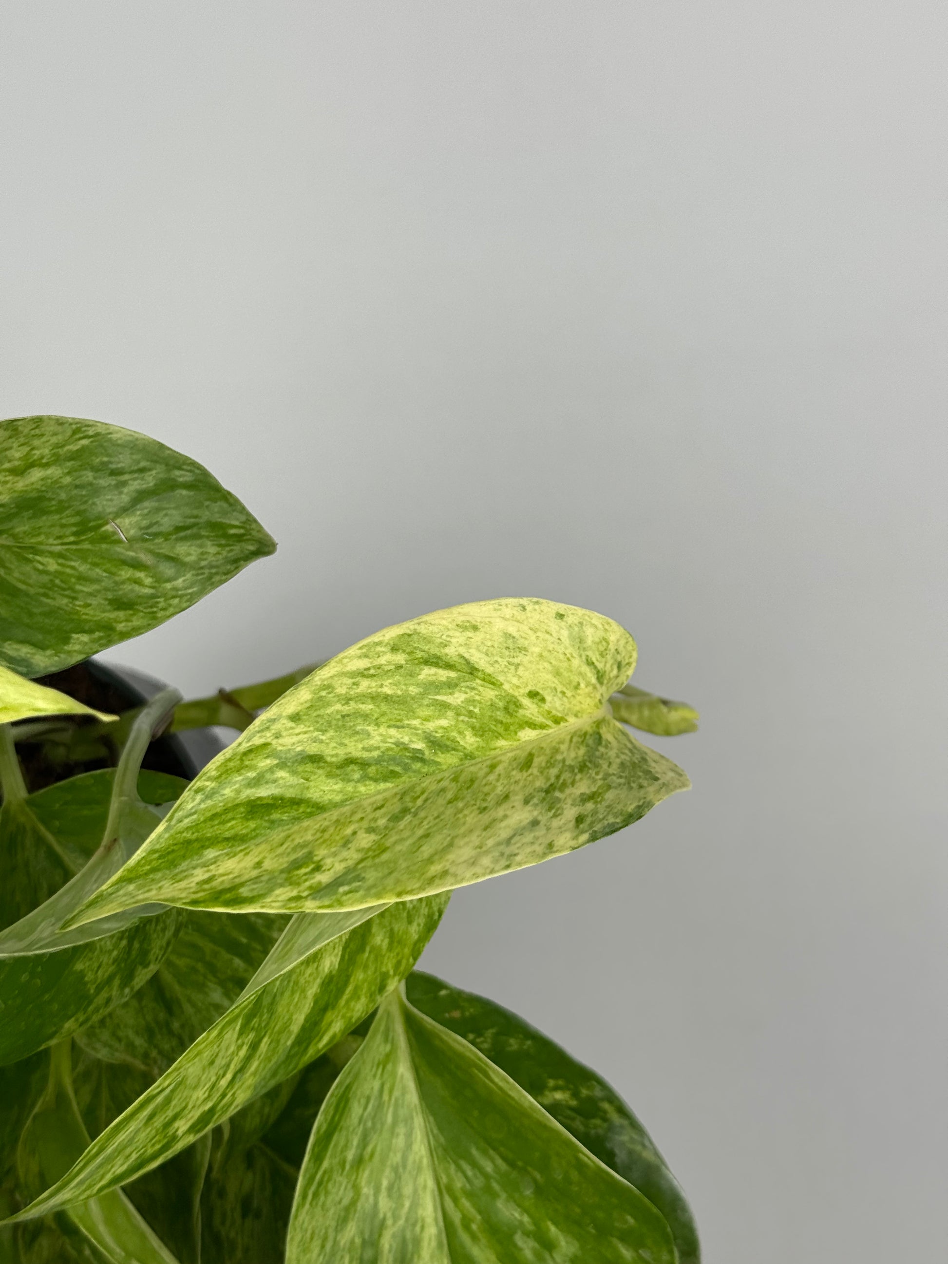 Epipremnum Marble Queen