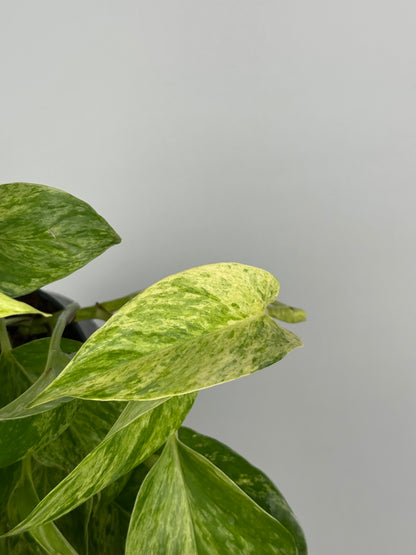 Epipremnum Marble Queen