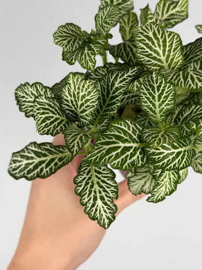 Fittonia 'White Tiger' Fittonia Tropical Corner