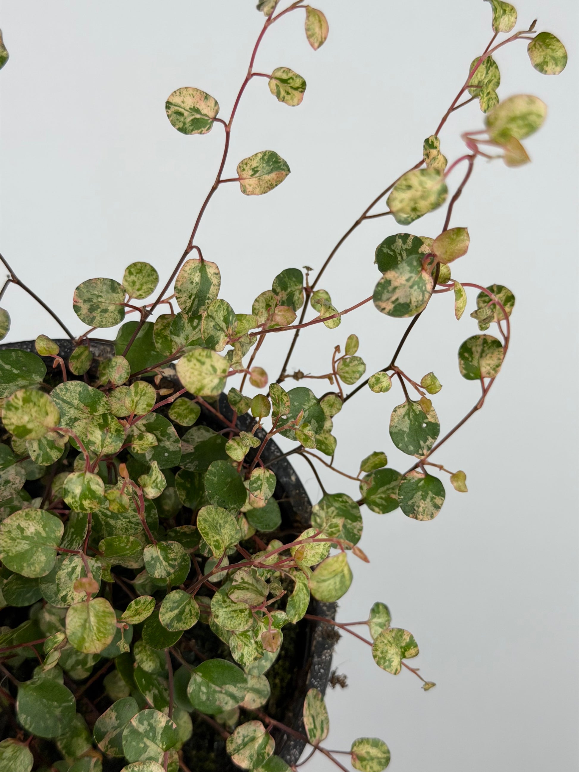 Muehlenbeckia complexa Mao'ri 'Pink Camouflage'