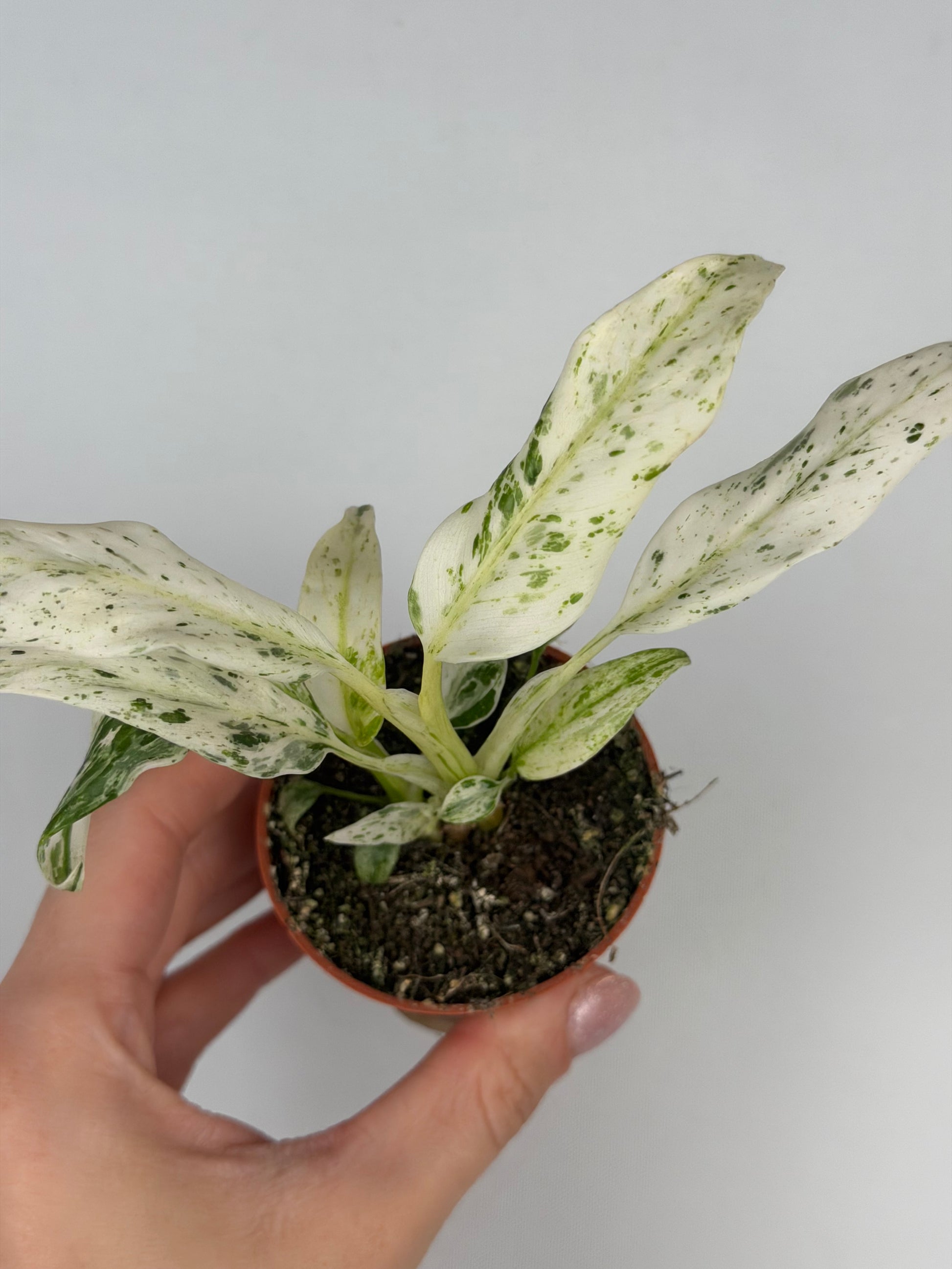 Rhaphidophora Puberula 'Variegata' Rhaphidophora Tropical Corner