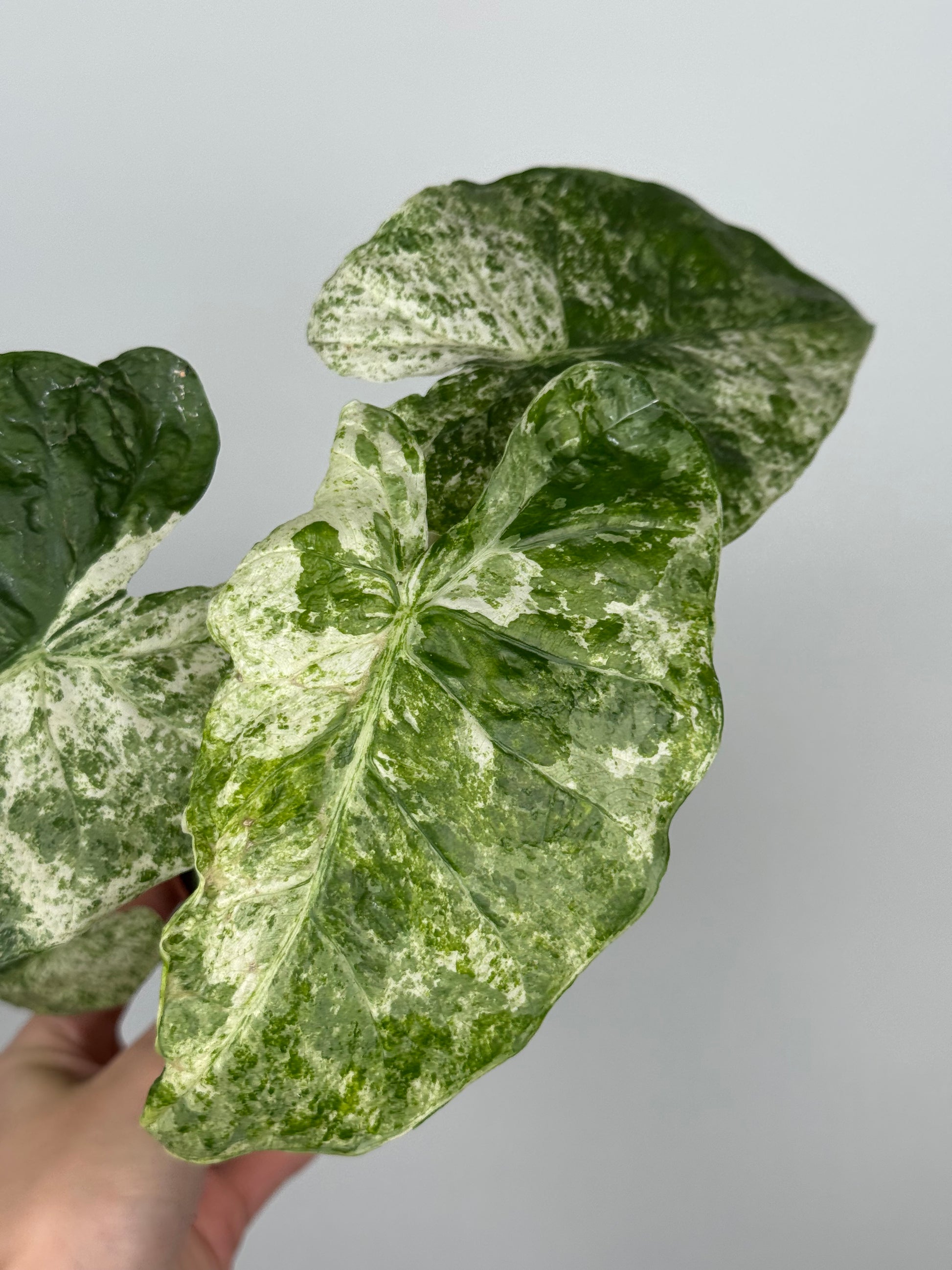 Alocasia Macrorrhiza Splash