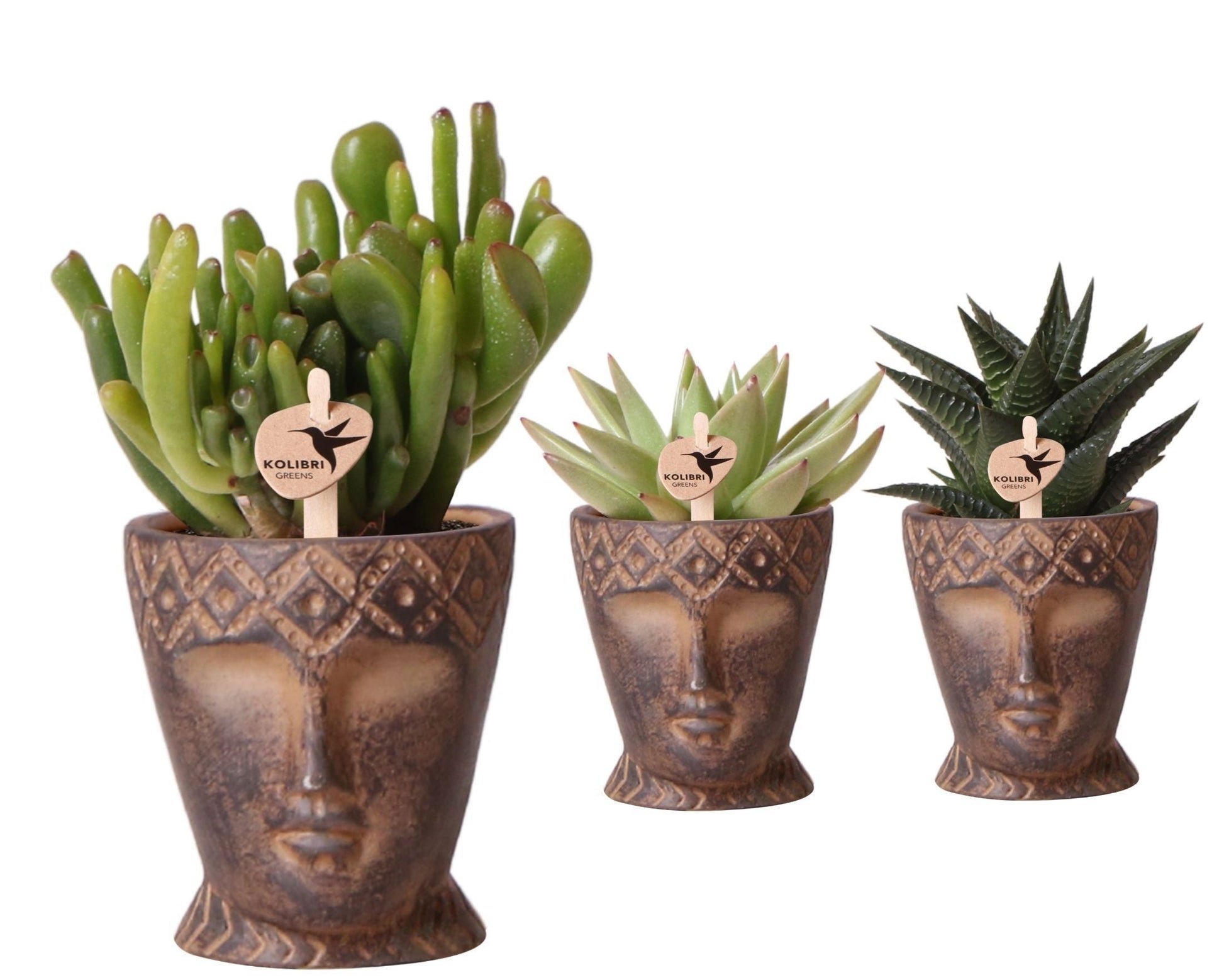 SuccuSet 'Totem mask' Succuset Tropical Corner