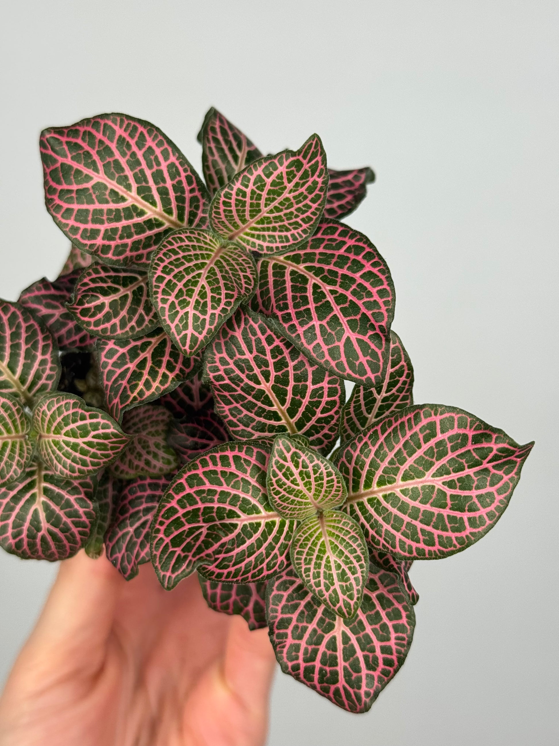Fittonia Pink