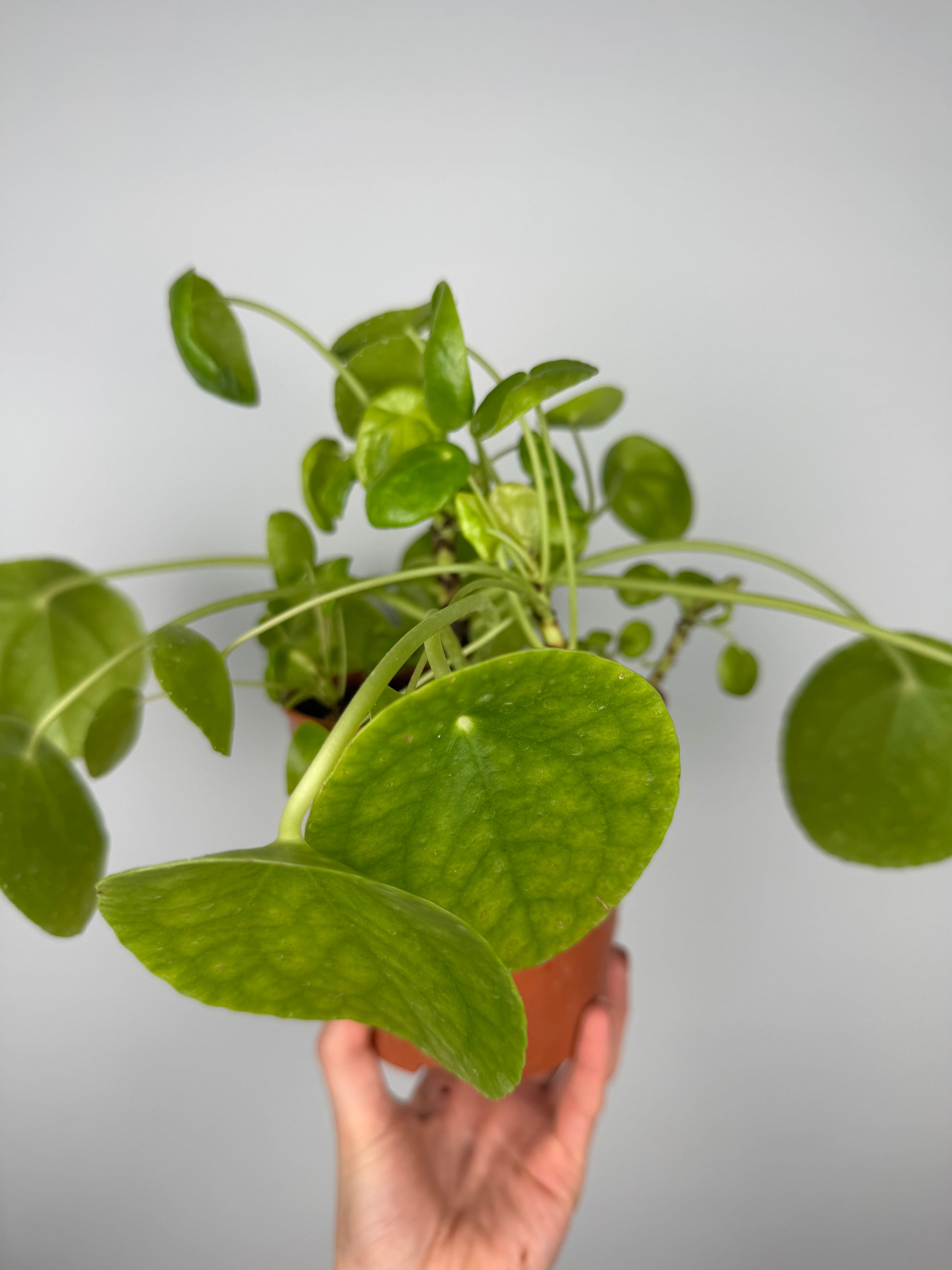Pilea Peperomioides | Vera