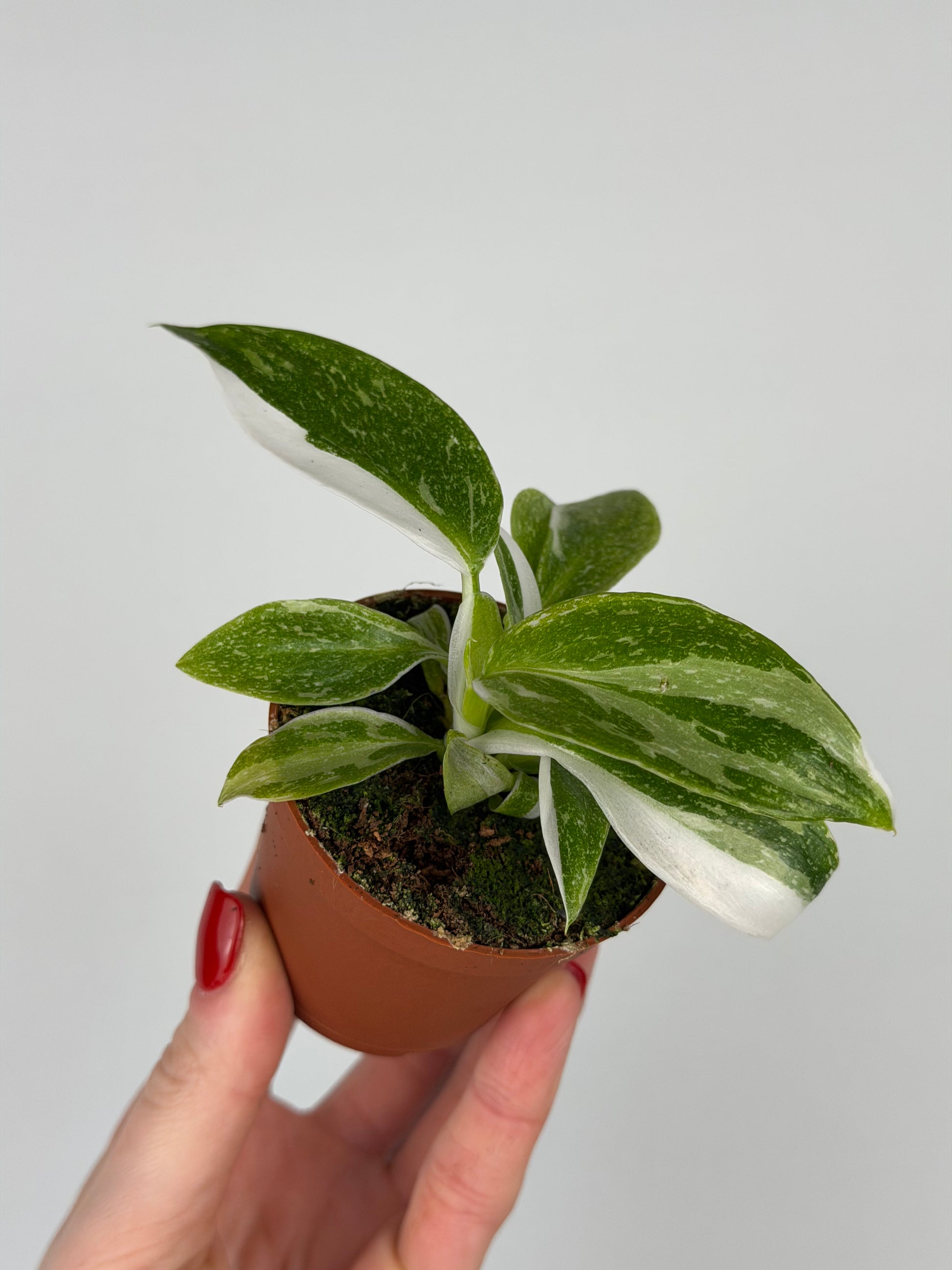 Philodendron "White Princess"