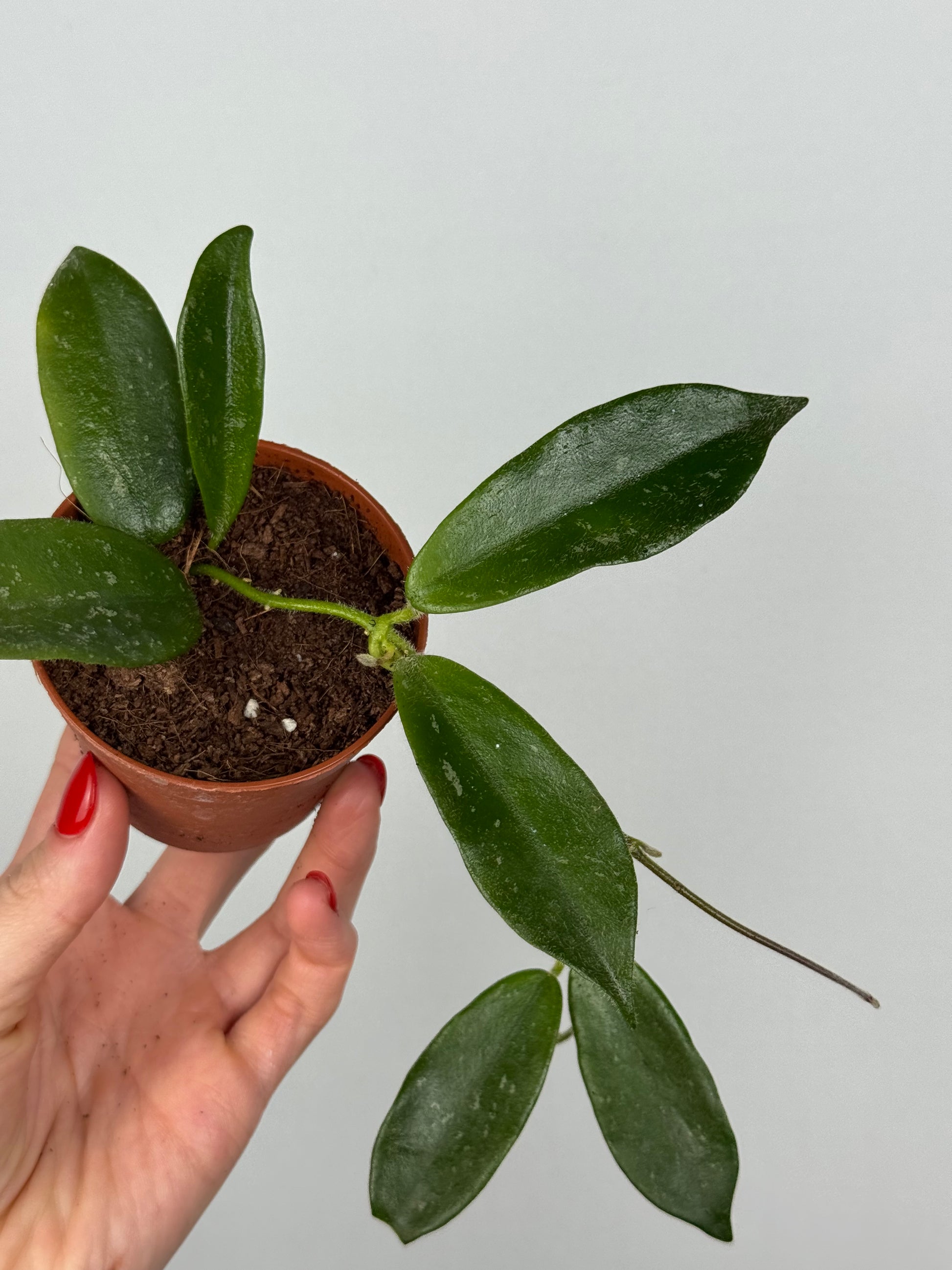 Hoya Thomsonii