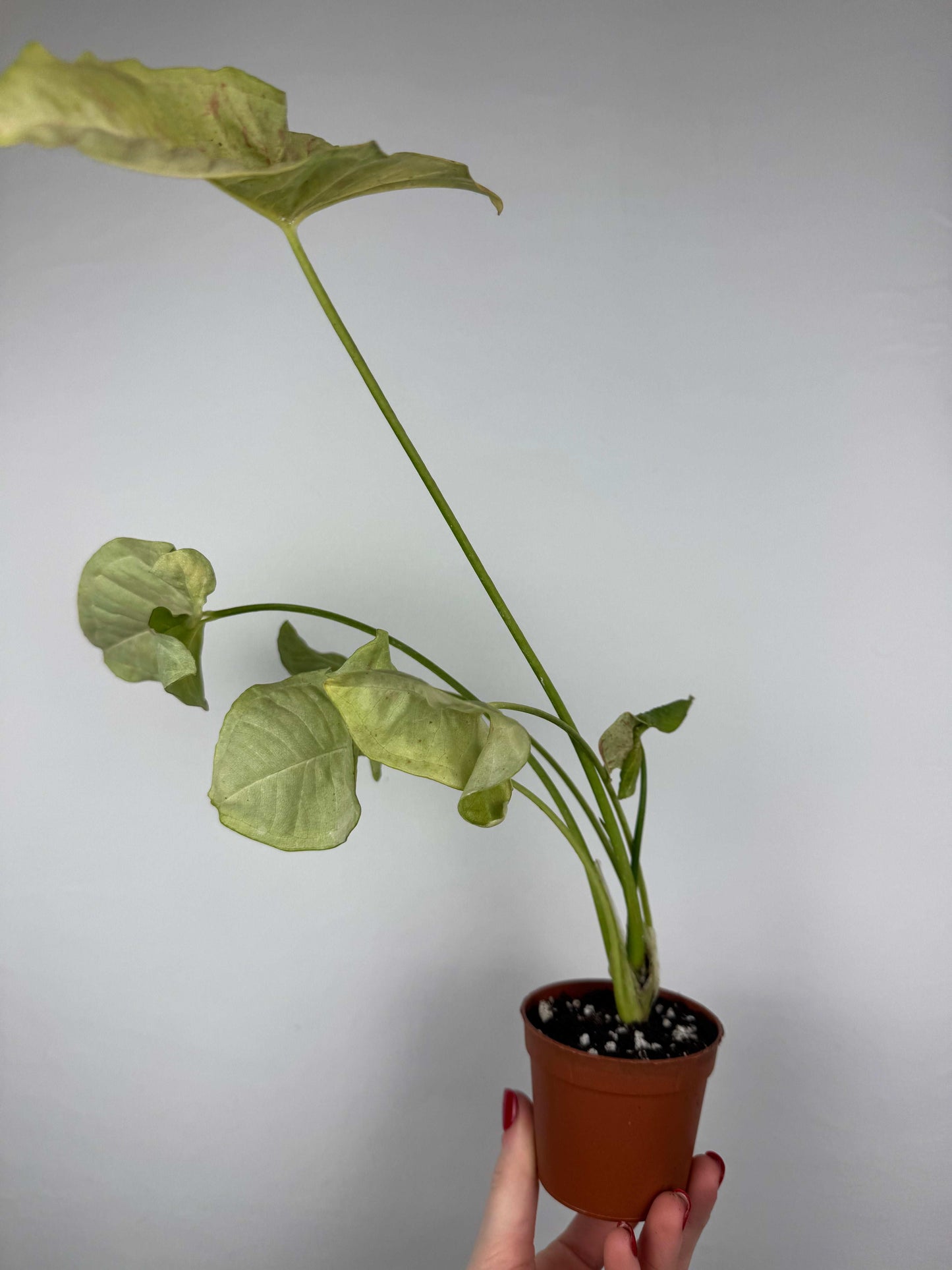 Syngonium Milk Confetti | Paolo