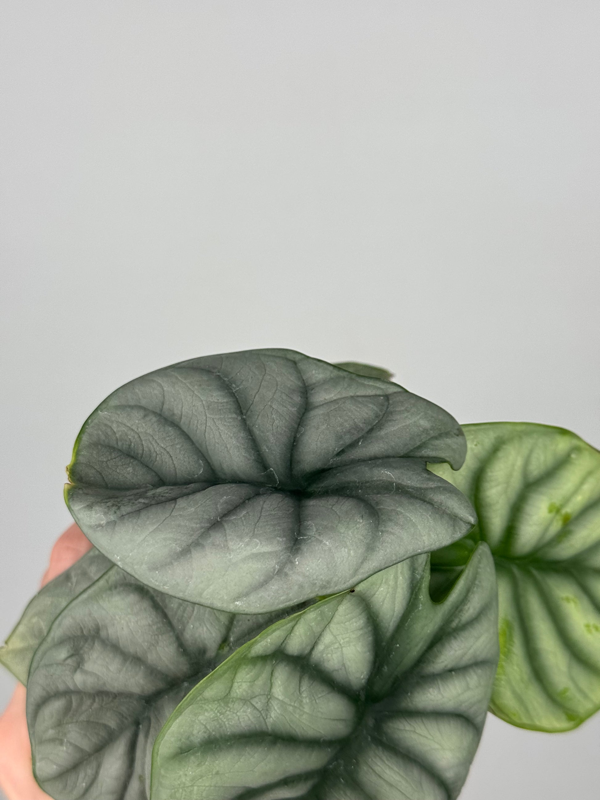 Alocasia “Silver Dragon”