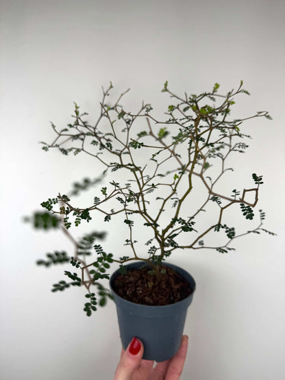 Sophora Prostrata “Little Baby”