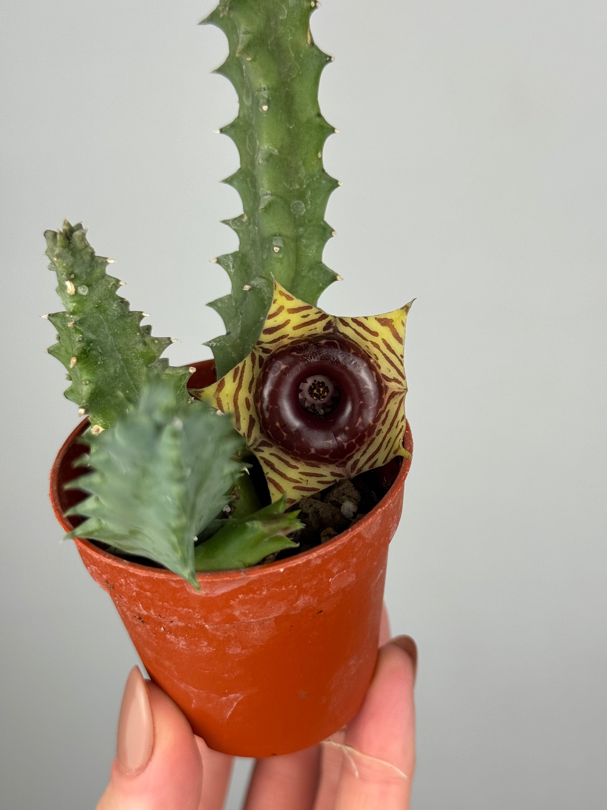 Stapelia Huernia Zebrina