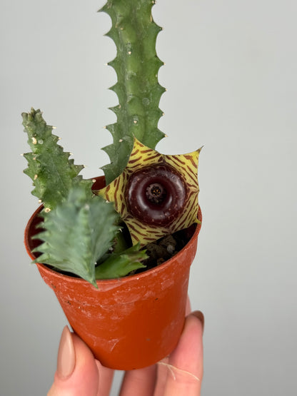 Stapelia Huernia Zebrina