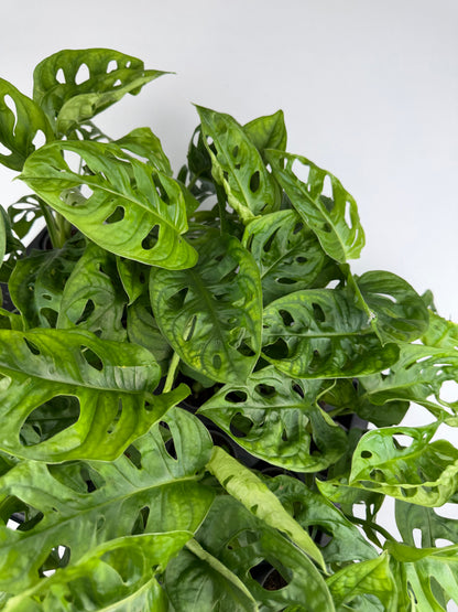 Monstera Adansonii 'Monkey Mask' Monstera Tropical Corner