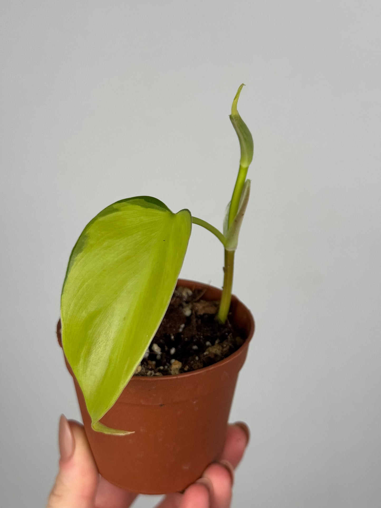 Philodendron Scandens Brasil | Florian