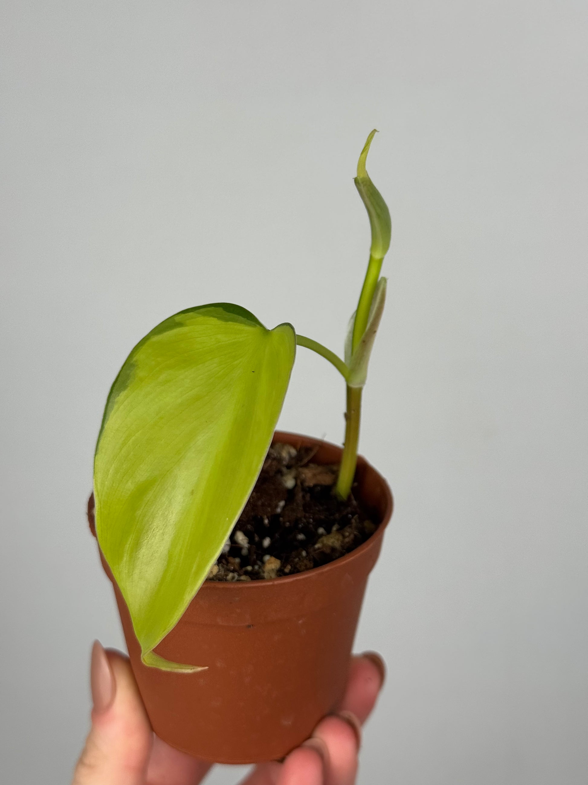 Philodendron Scandens Brasil | Florian