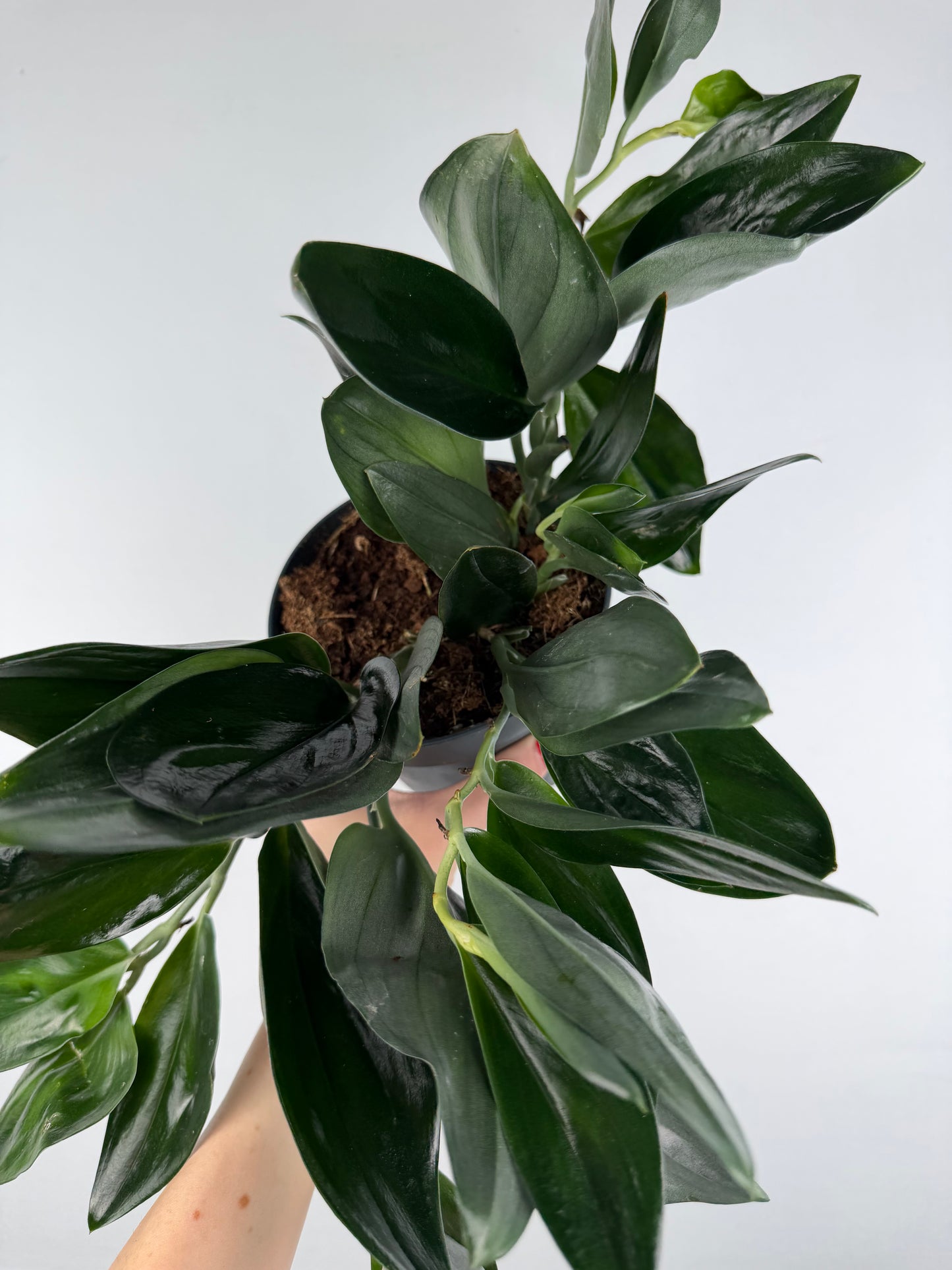 Scindapsus Treubii 'Dark Form' Scindapsus Tropical Corner
