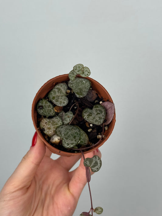 Ceropegia Woodii | Sandra