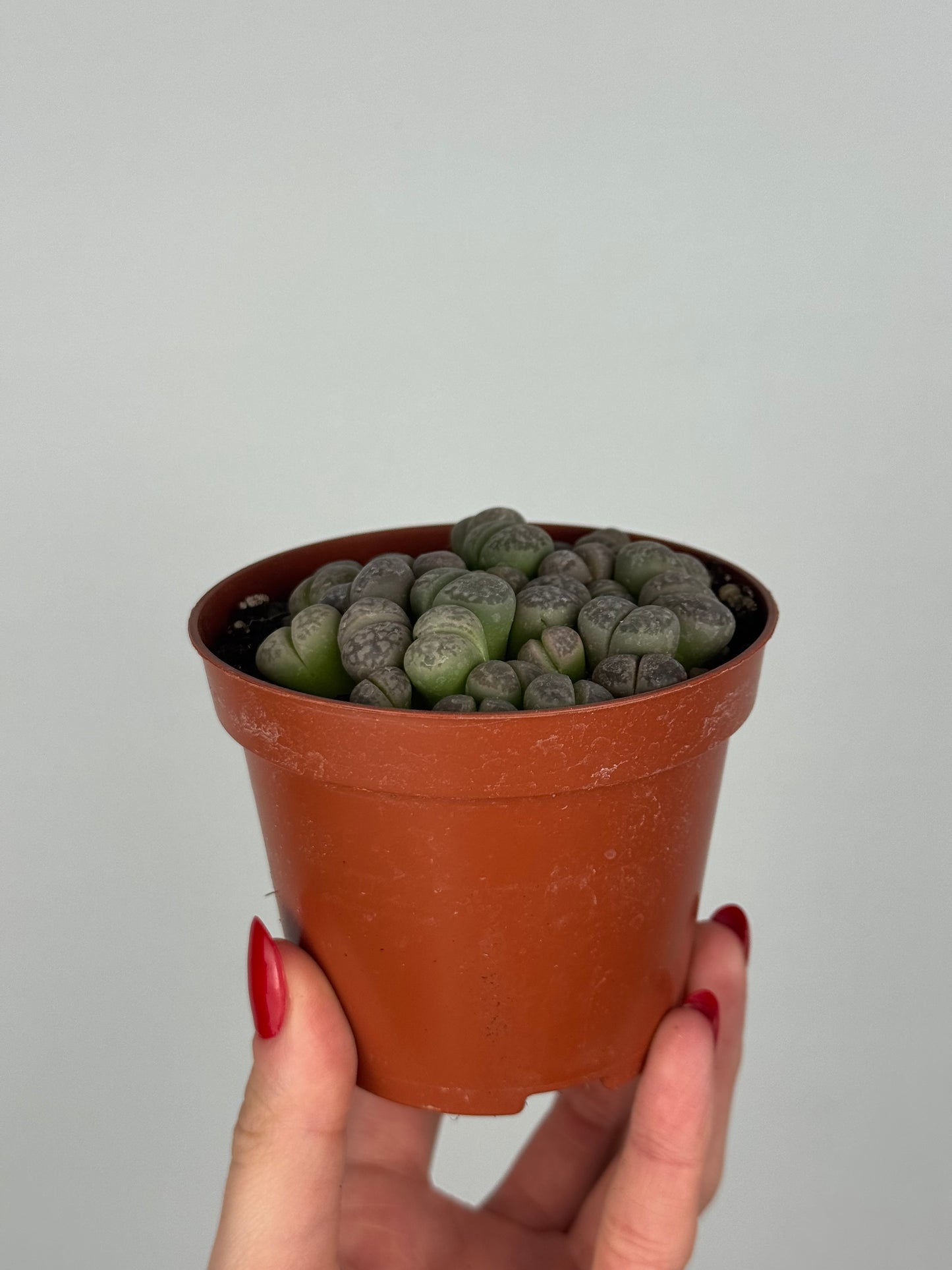 Lithops