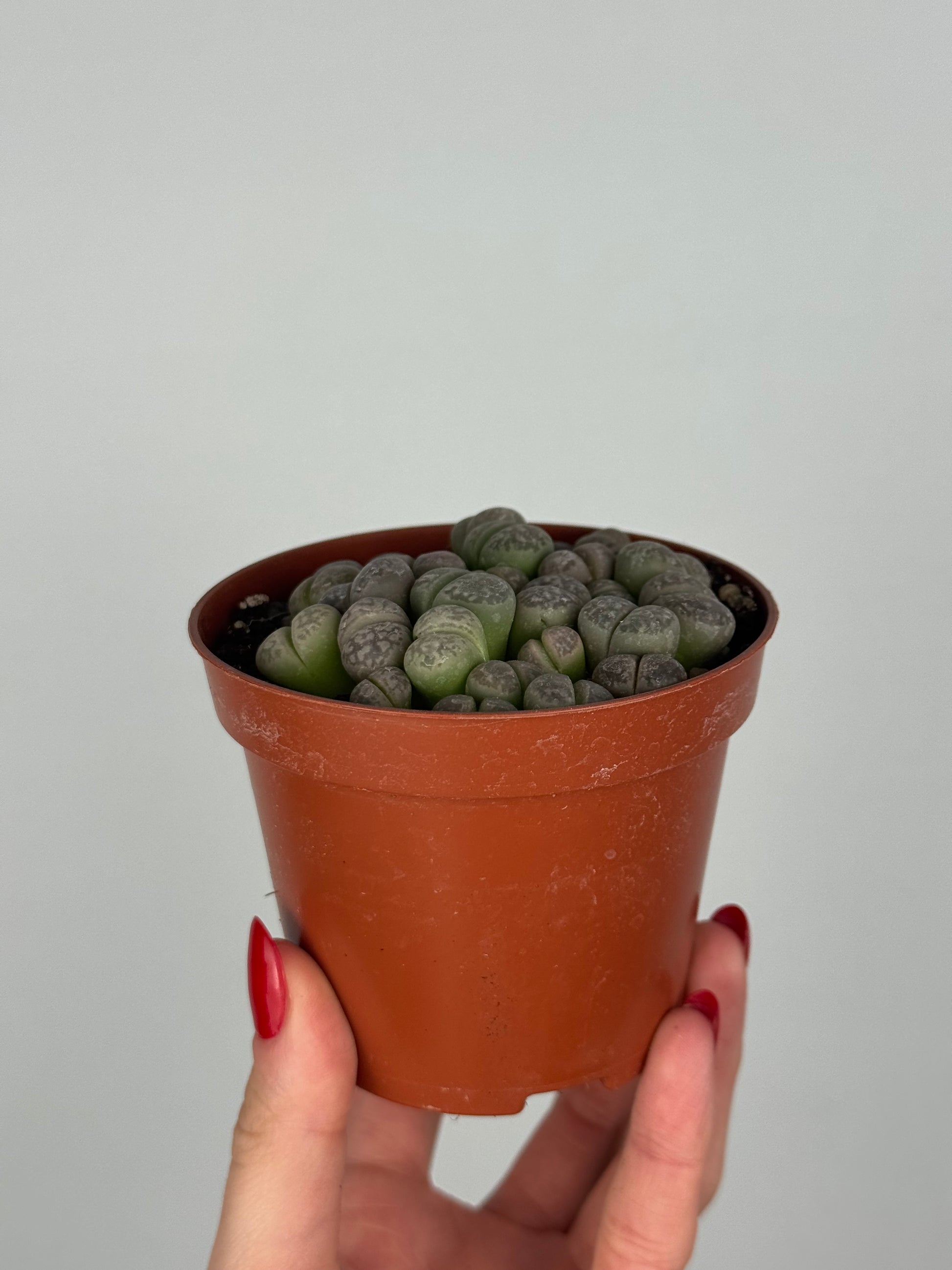 Lithops