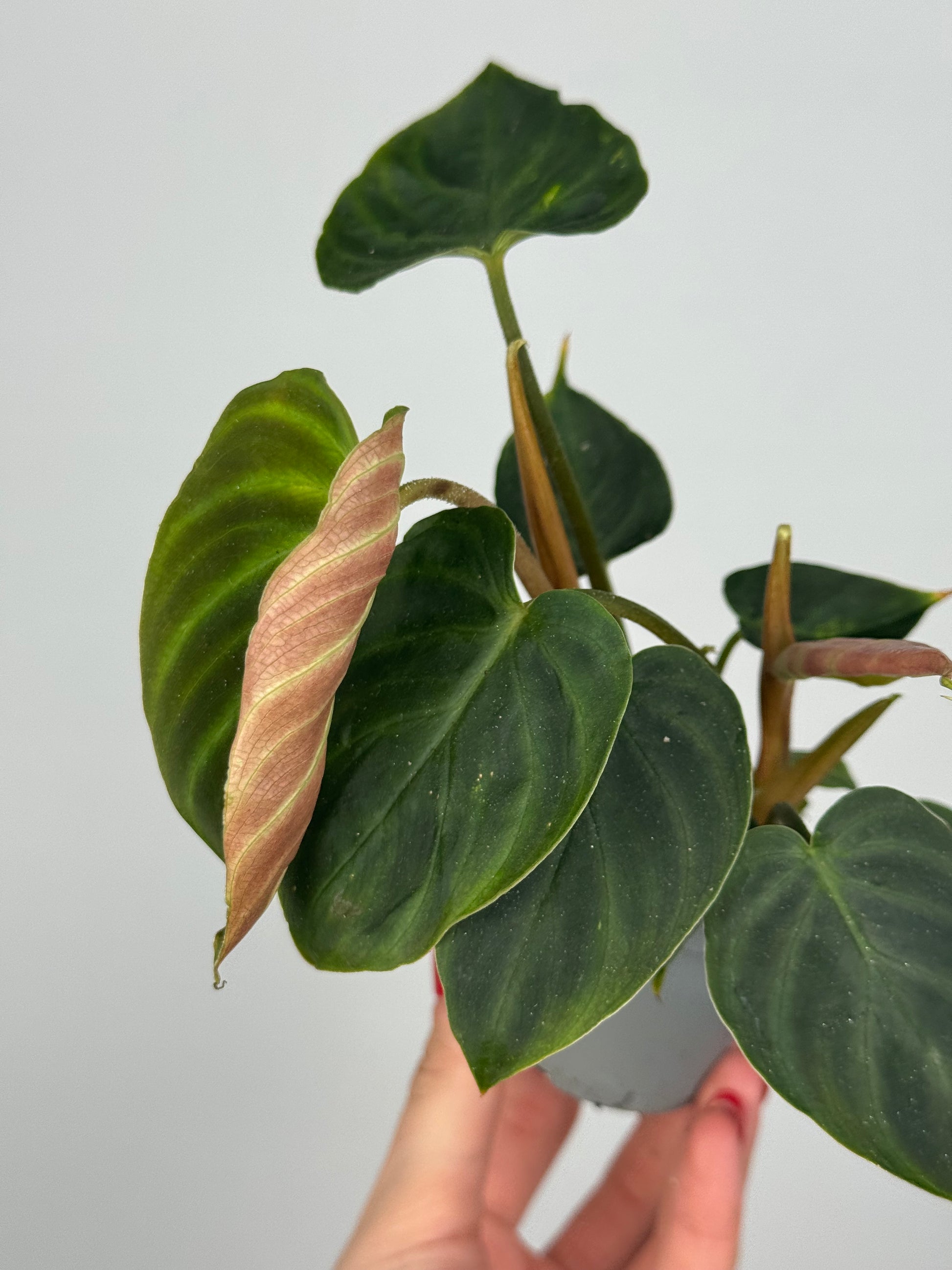 Philodendron El Choco Red