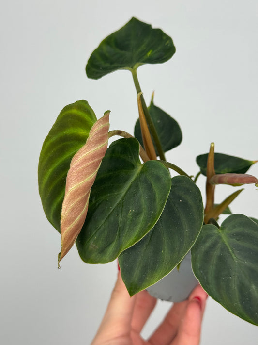 Philodendron El Choco Red