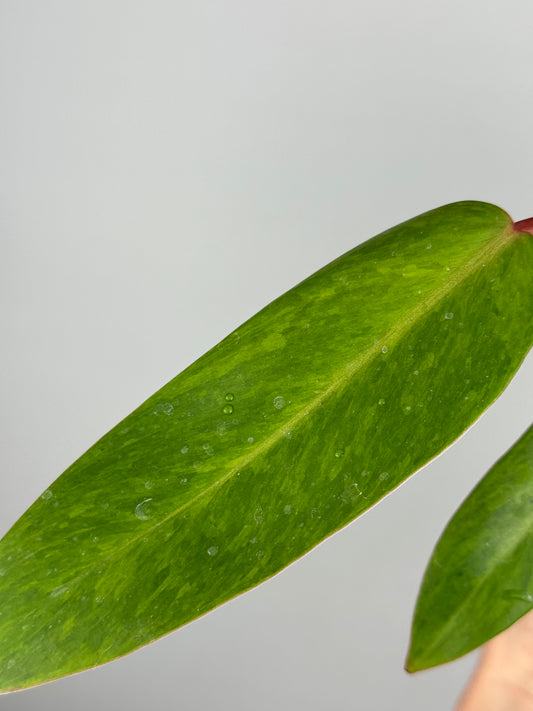 Philodendron Painted Lady | Toto