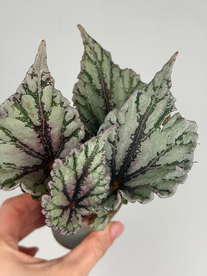 Begonia 'Dew Drop' Begonia Tropical Corner